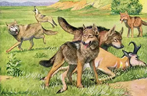 Wolves: Timber Wolf and Coyote
