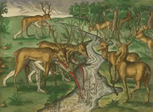 Morgues: Timucuan Indian hunters of Florida, concealed