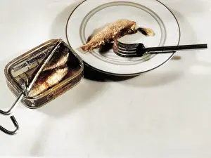 Sardine: TIN OF SARDINES