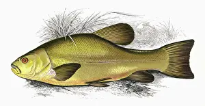 Brackish: Tinca tinca, or Tench