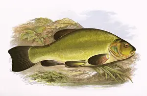 Tench: Tinca tinca, or Tench