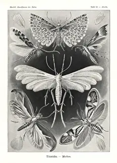 Glitsch: Tineida or moths