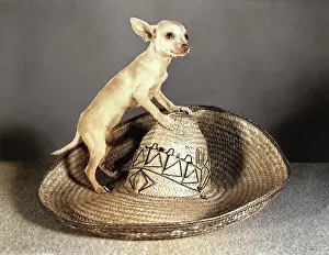 Chihuahua: Tiny Chihuahua Dog Looking at Camera Standing