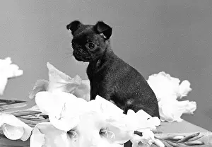 Tonga: TINY PUPPY HAS CUTE FACE