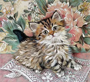 Chintz: Tiny Tiger ' small fluffy tabby kitten