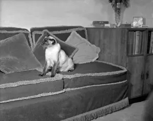 Pepe: Tio Pepe (Cat)