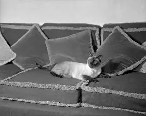 Pepe: Tio Pepe (Cat)