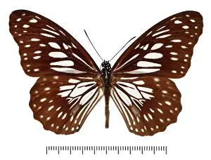 Brush Footed: Tirumala ishmoides ishmoides