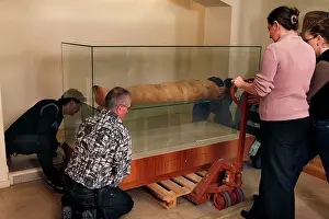 Franais: Tissue sampling operation of an Egyptian mummy