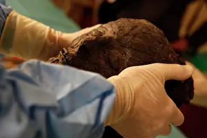 Franais: Tissue sampling operation of an Egyptian mummy