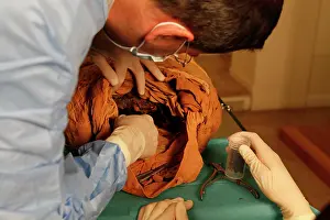Franais: Tissue sampling operation of an Egyptian mummy