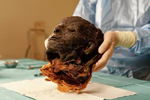 Franais: Tissue sampling operation of an Egyptian mummy