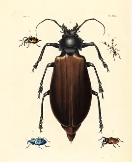 Giganteus: Titan and other exotic beetles
