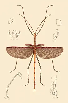 Arthropods: Titan Stick Insect