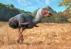 Ostrich: Titanis walleri, a flightless carnivorous bird from the ?