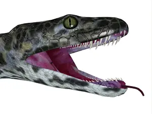 Menacing: Titanoboa snake head
