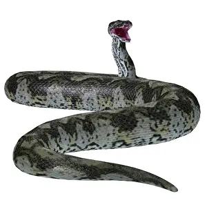 Paleogene: Titanoboa snake tail