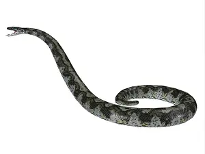 Paleogene: Titanoboa snake, side view