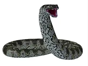 Paleogene: Titanoboa snake on white background