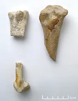 Elbow: Titanopteryx philadelphiae wing bones