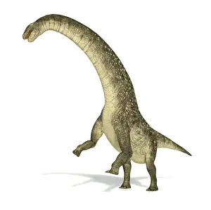 Rearing: Titanosaurus dinosaur on white background