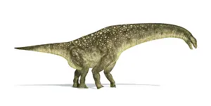 Thick: Titanosaurus dinosaur on white background
