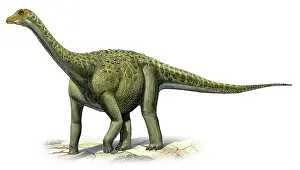 Titanosaurus: Titanosaurus indicus, a prehistoric era dinosaur