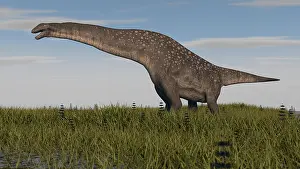 Titanosaurus: Titanosaurus standing in swamp grassland