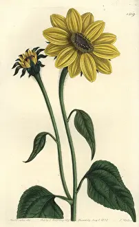 Helianthus: Tithonia tubaeformis