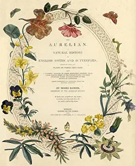 Lepidopterans: Title page to The Aurelian