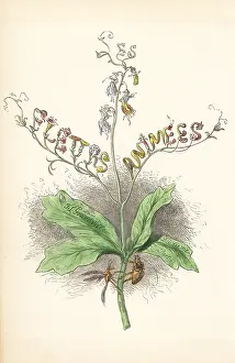 Geoffrois: Title page illustration with flower fairies