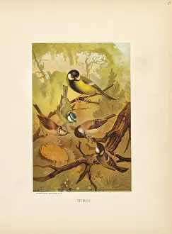 Titmouse: Titmouse - birds - animals - nature
