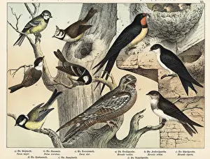 Naturgeschichte Des Tierreichs: Tits, swallows and nightjar