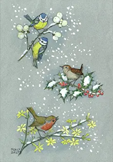 Jessamine: Tits, wren and robin with holly, jessamine