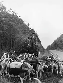 Foxhound: Tiverton Stag Hounds alongside a road