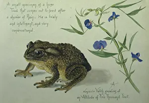 Amphibia: A Toad