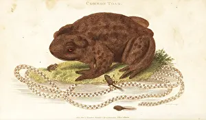 Tadpole: Toad, Bufo bufo