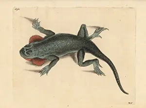 Aurita: Toad headed agama, Phrynocephalus mystaceus mystaceus