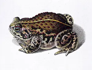 Amphibia: Toad illustration