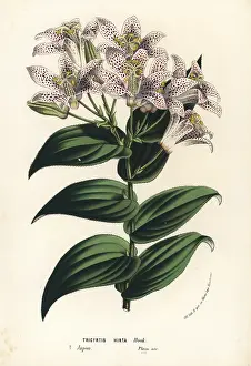 Hirta: Toad lily, Tricyrtis hirta