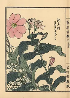 Aster: Toad lily, Tricyrtis hirta, and Mexican aster