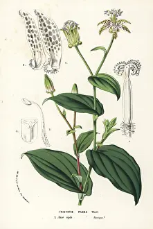Maculata: Toad lily, Tricyrtis maculata