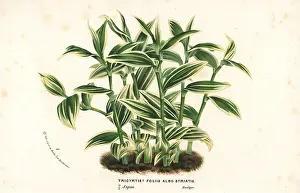 Foliis: Toad lily, Tricyrtis species