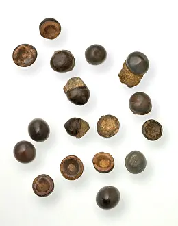 Semionotiformes: Toad Stones or fish teeth