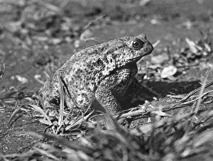 Toads: TOAD STUDY