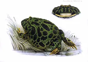 Ornata: TOAD/ZOO.SOC/VOL XI