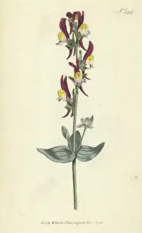 William Curtis: Toadflax, Linaria triphylla