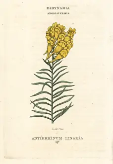 Linaria: Toadflax, Linaria vulgaris