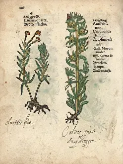 Majus: Toadflax, Linaria vulgaris, and snapdragon