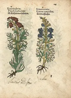 Lonicer: Toadflax species, Linaria vulgaris